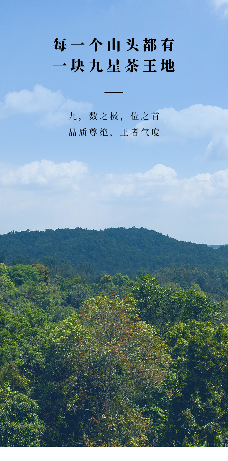 九星茶王地老班章-散茶_03