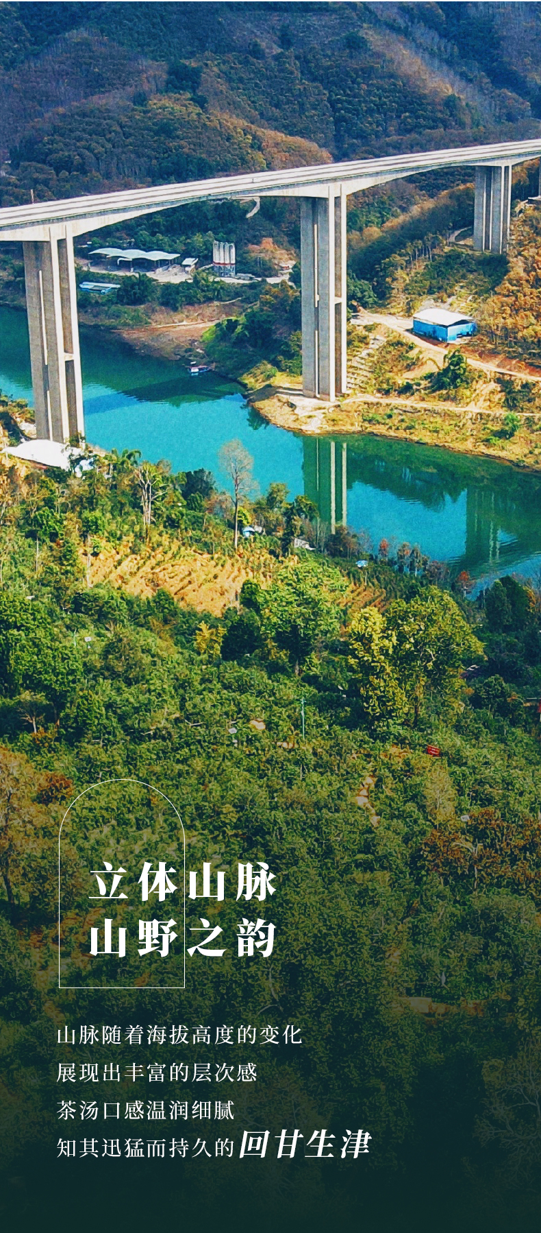 九星茶王地昔归-茶饼_08