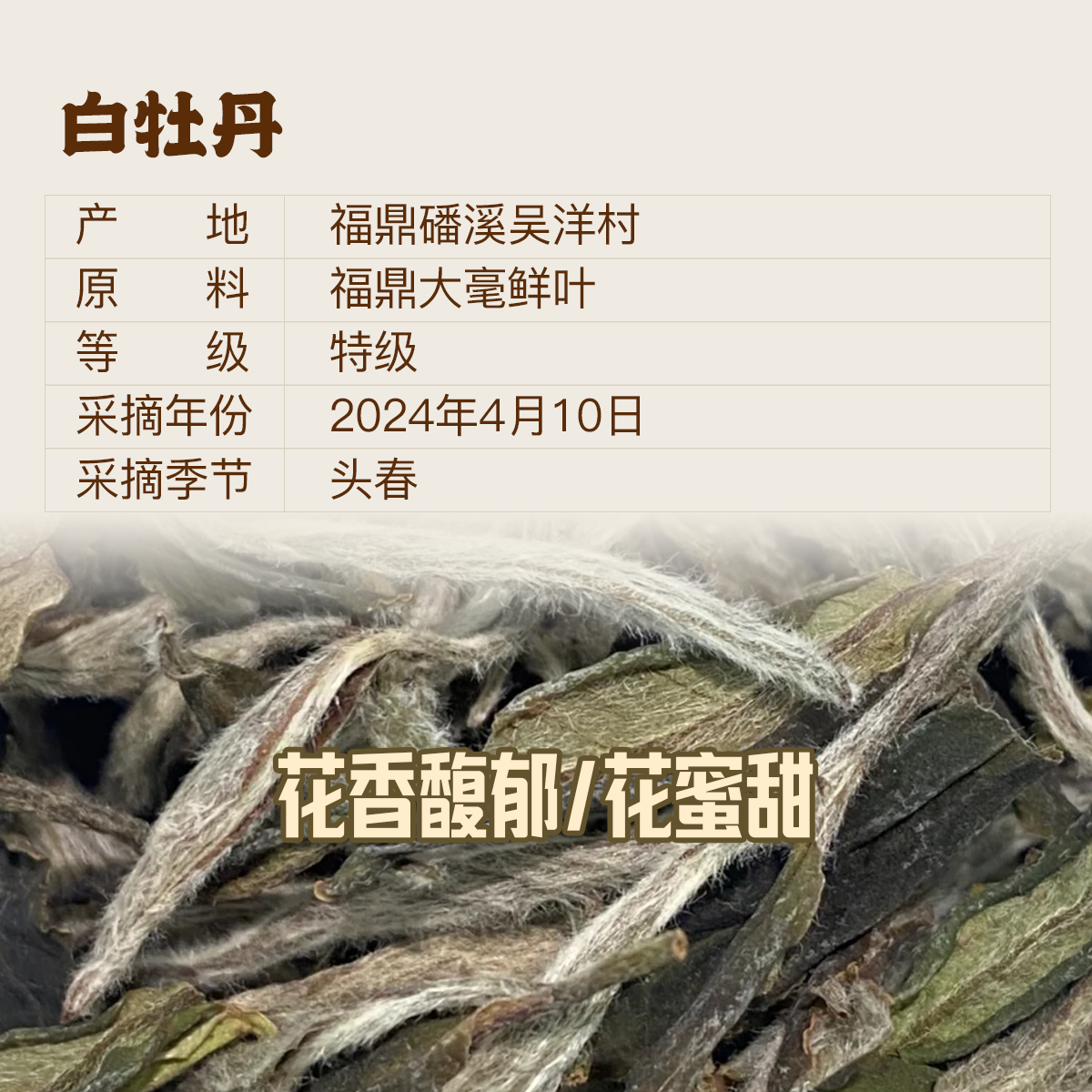 白牡丹1@2x