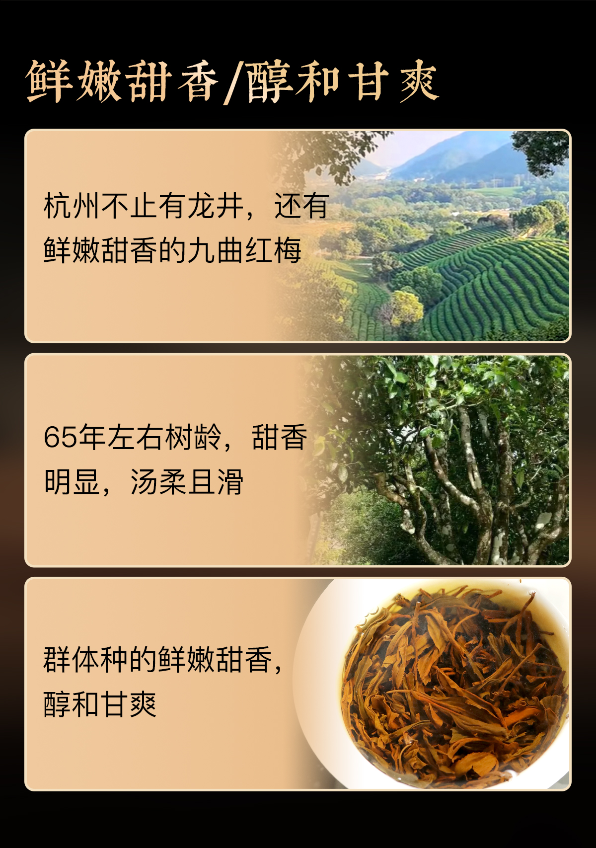 九曲红梅详情_02