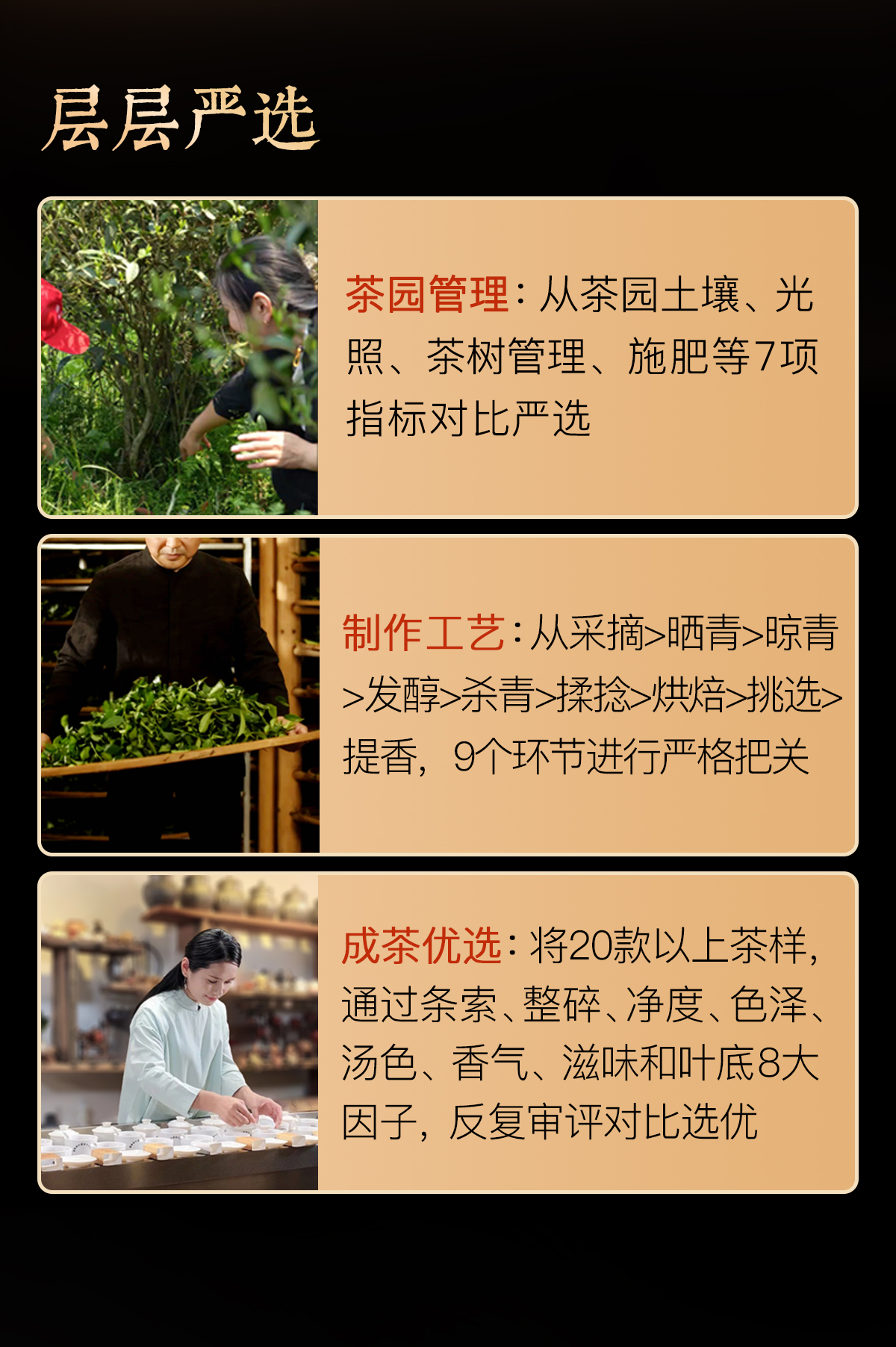 野生红茶详情_05