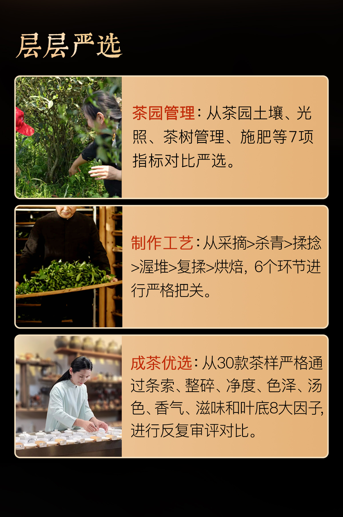 2014六堡茶茶详情_05