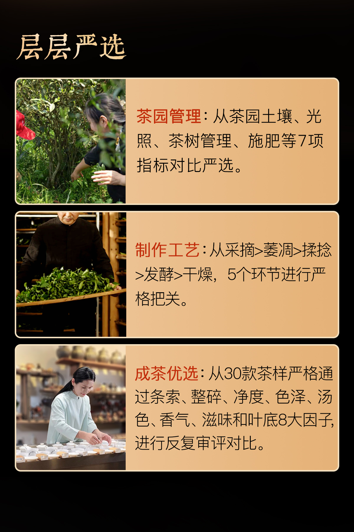 祁门红茶详情_05