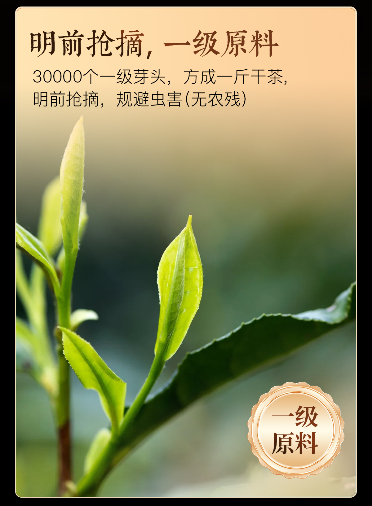 祁门红茶详情2_03