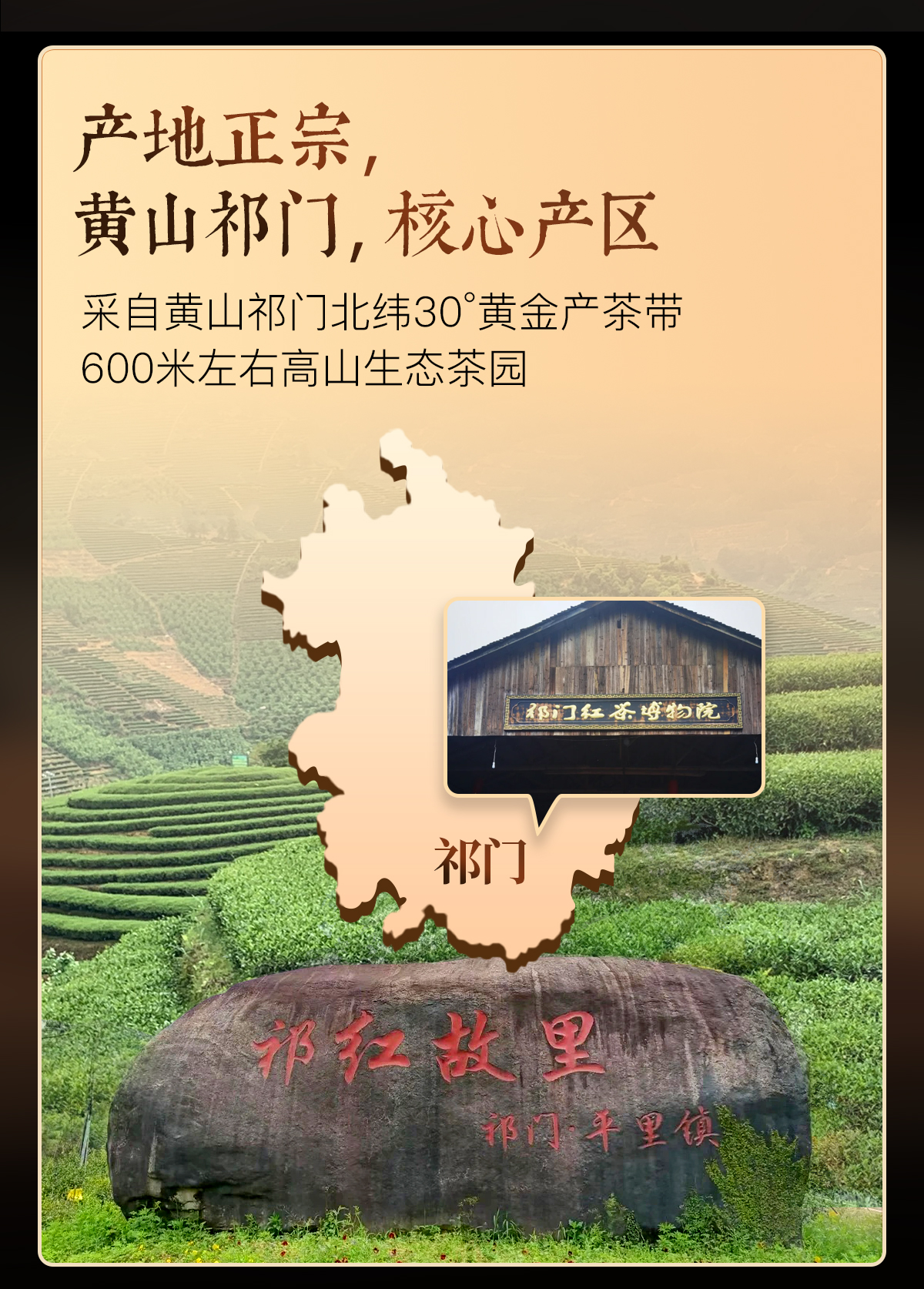 祁门红茶详情2_02