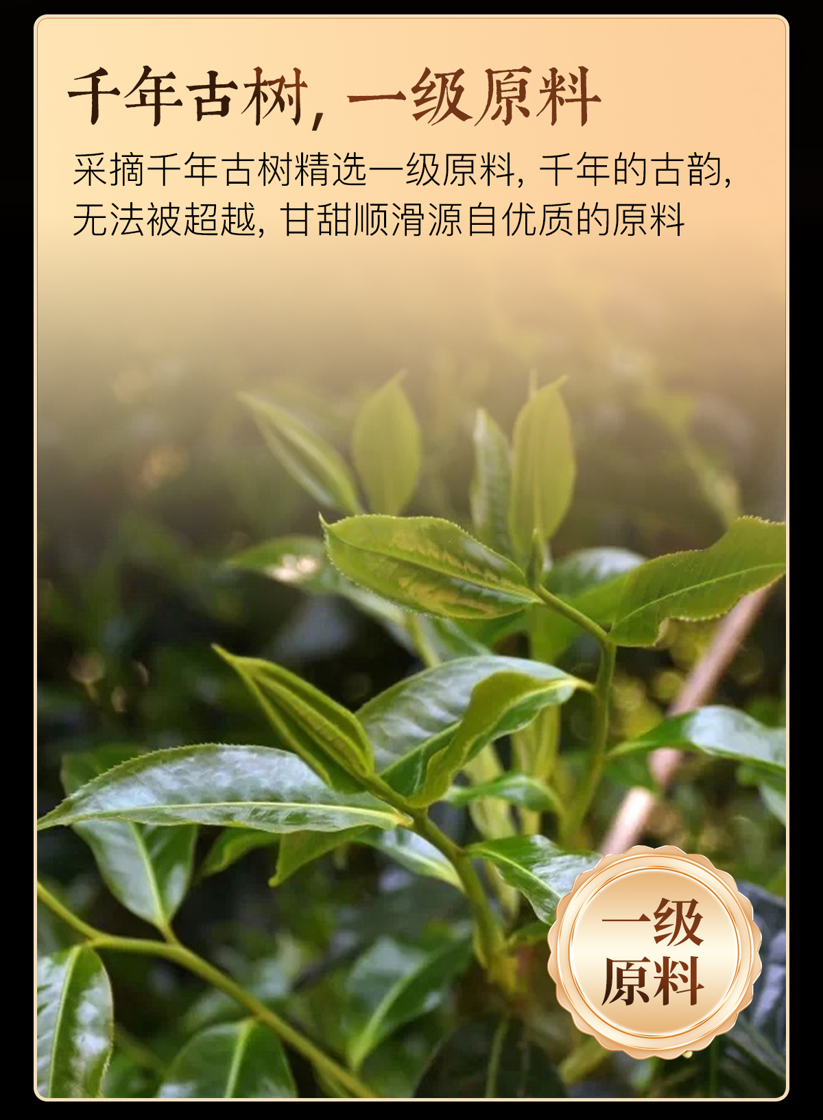 古树滇红详情2_03