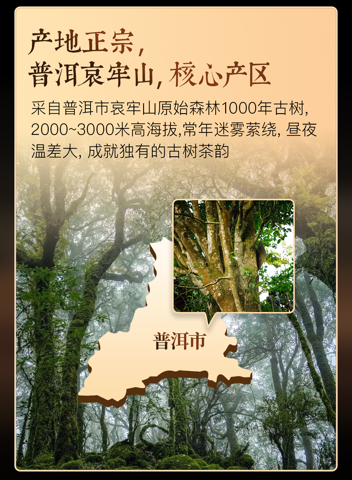 古树滇红详情2_02