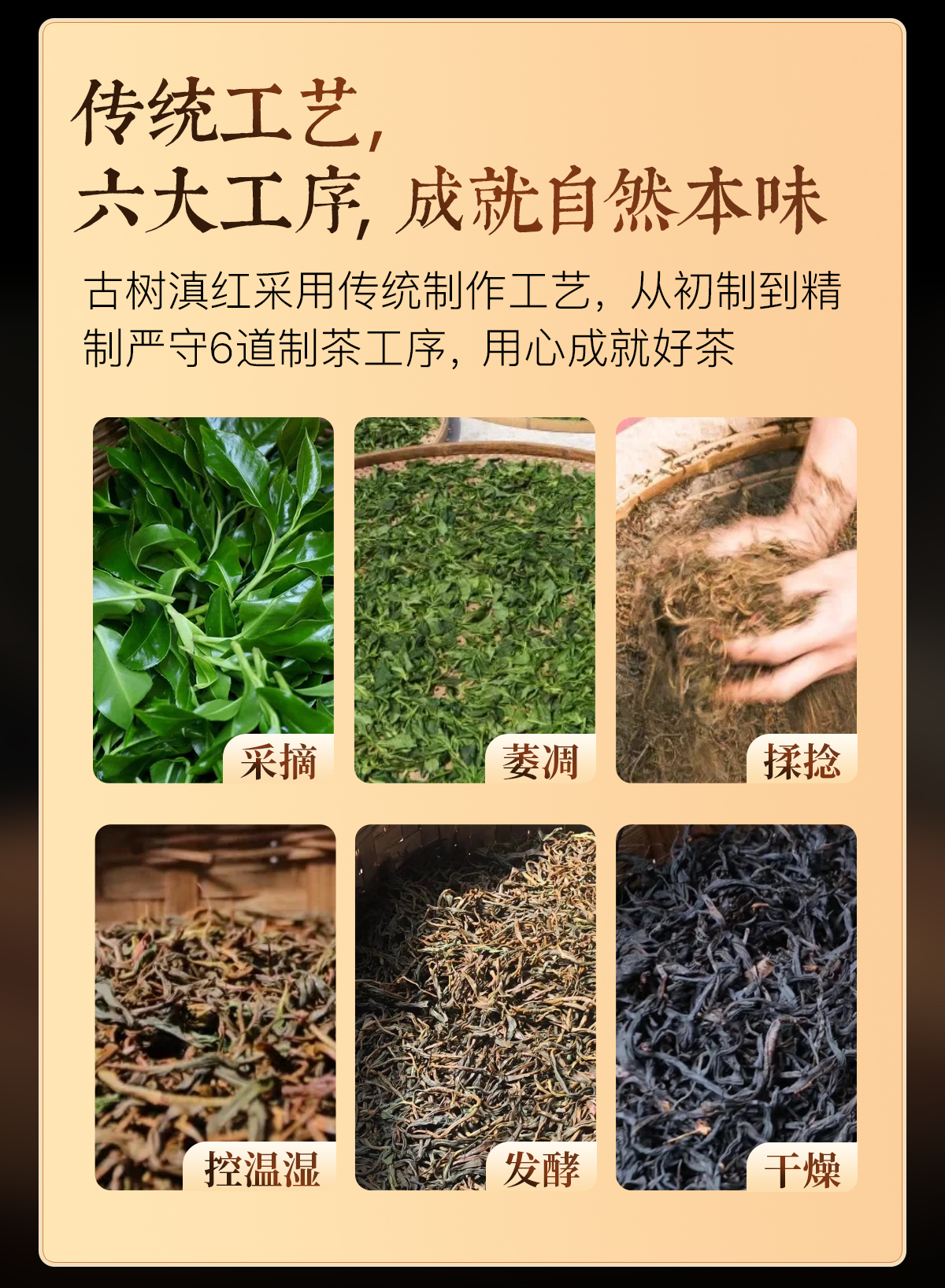 古树滇红详情2_04
