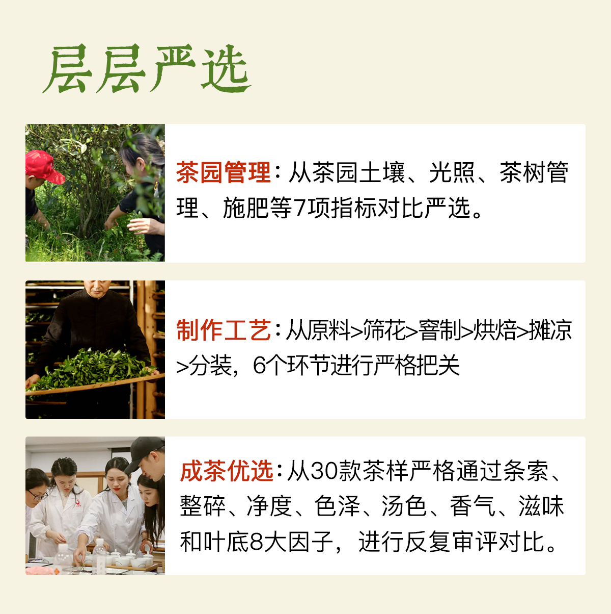 祁门红茶详情_07