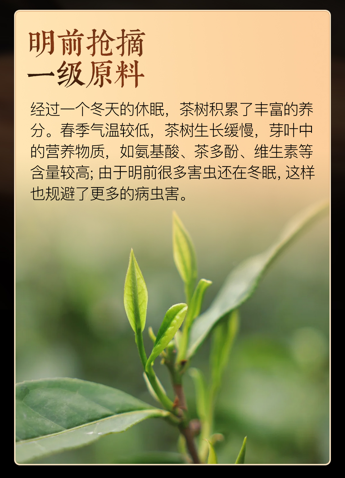 弥勒白茶详情_03