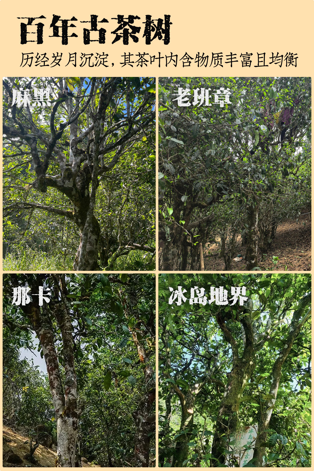 熟普详情18001200_03