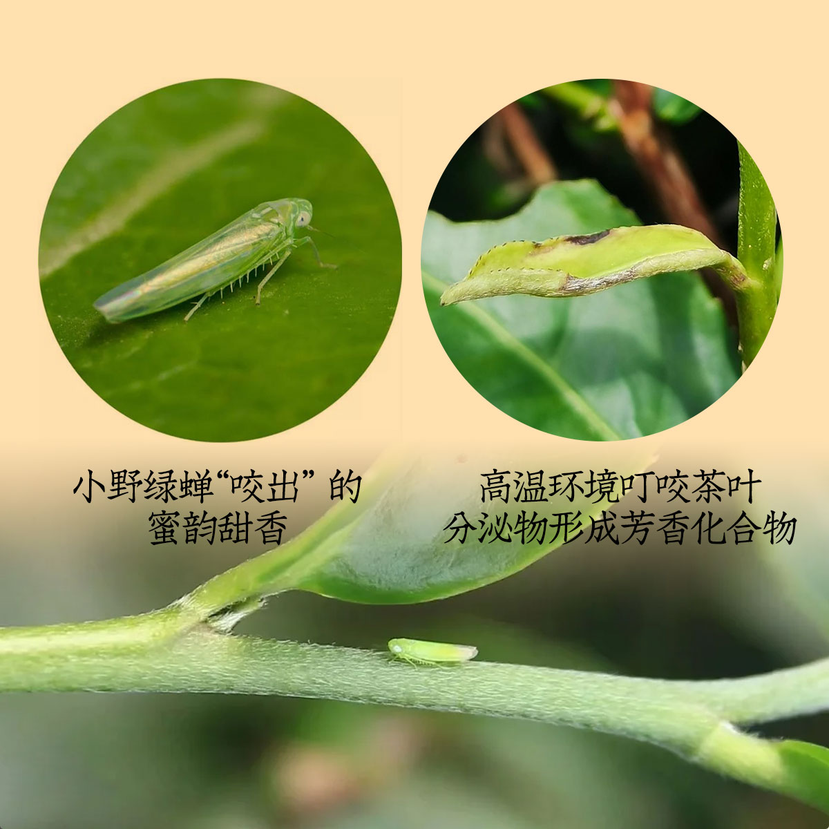 快捷主图详情模板2_09