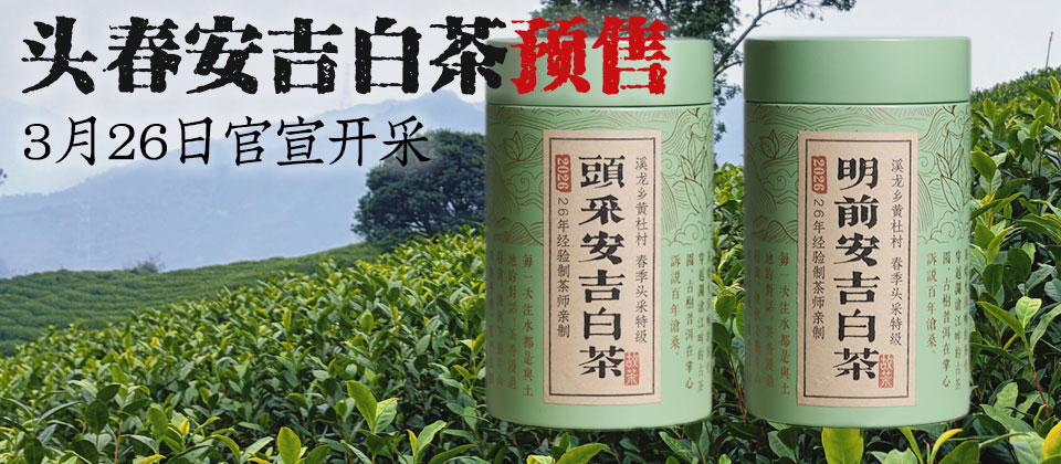 头采安吉白茶
