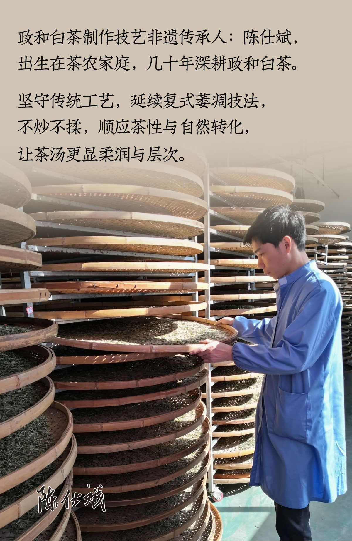 政和白茶详情12001800_02