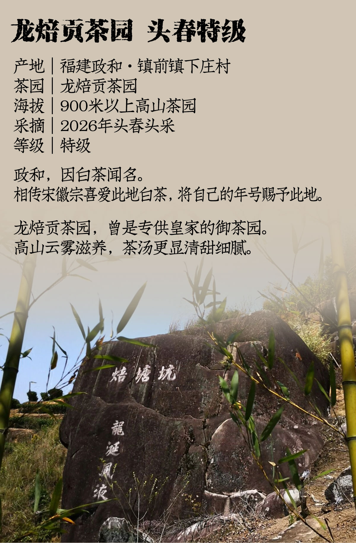 政和白茶详情12001800_03