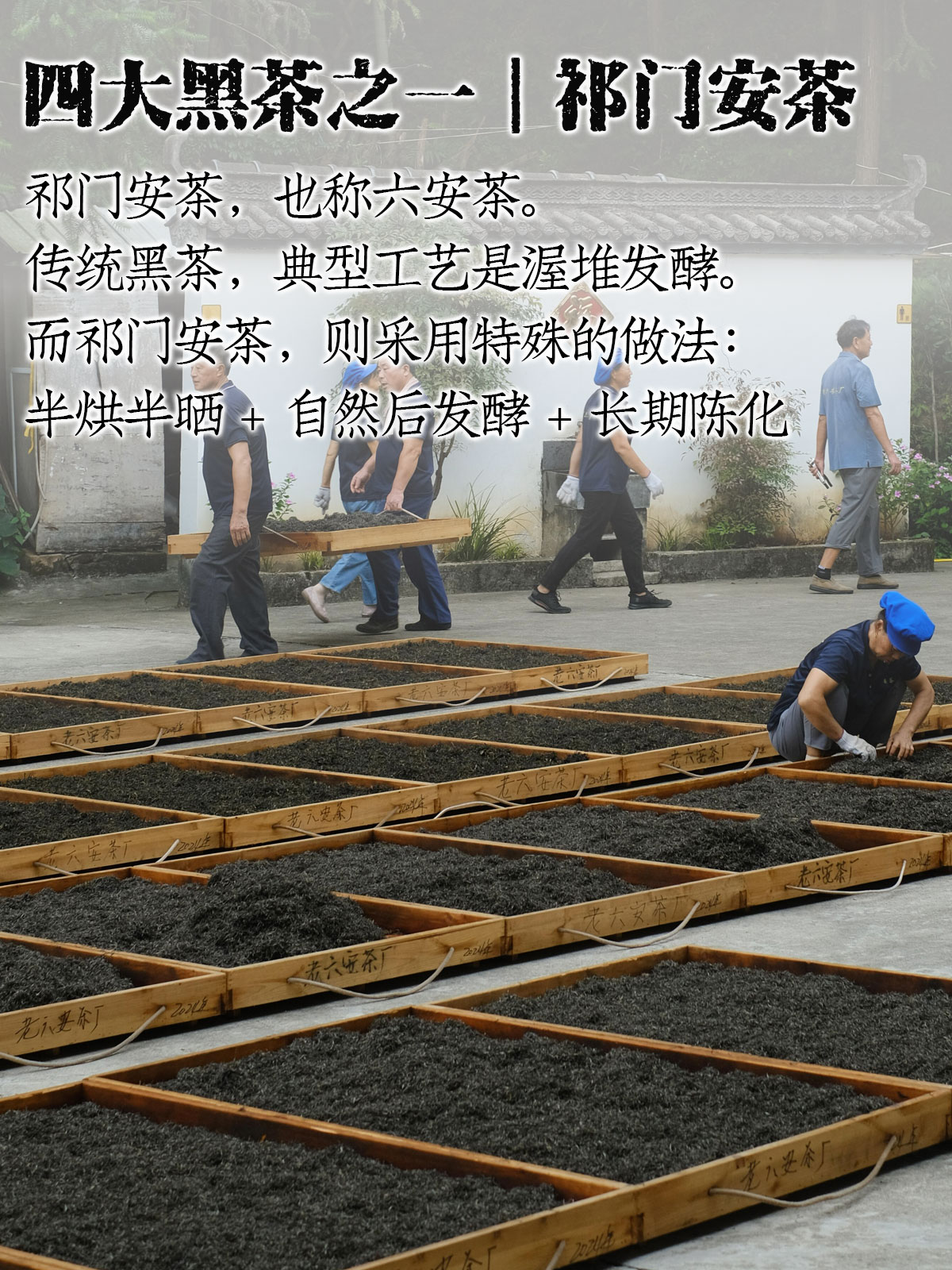 安茶详情_01