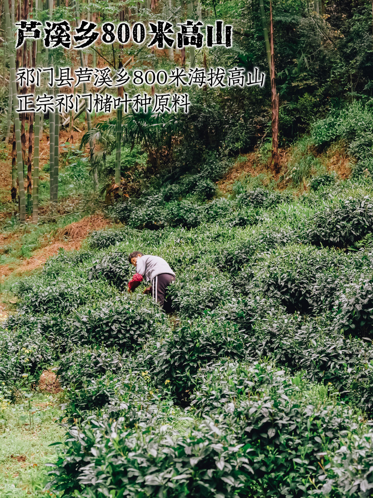 安茶详情_06