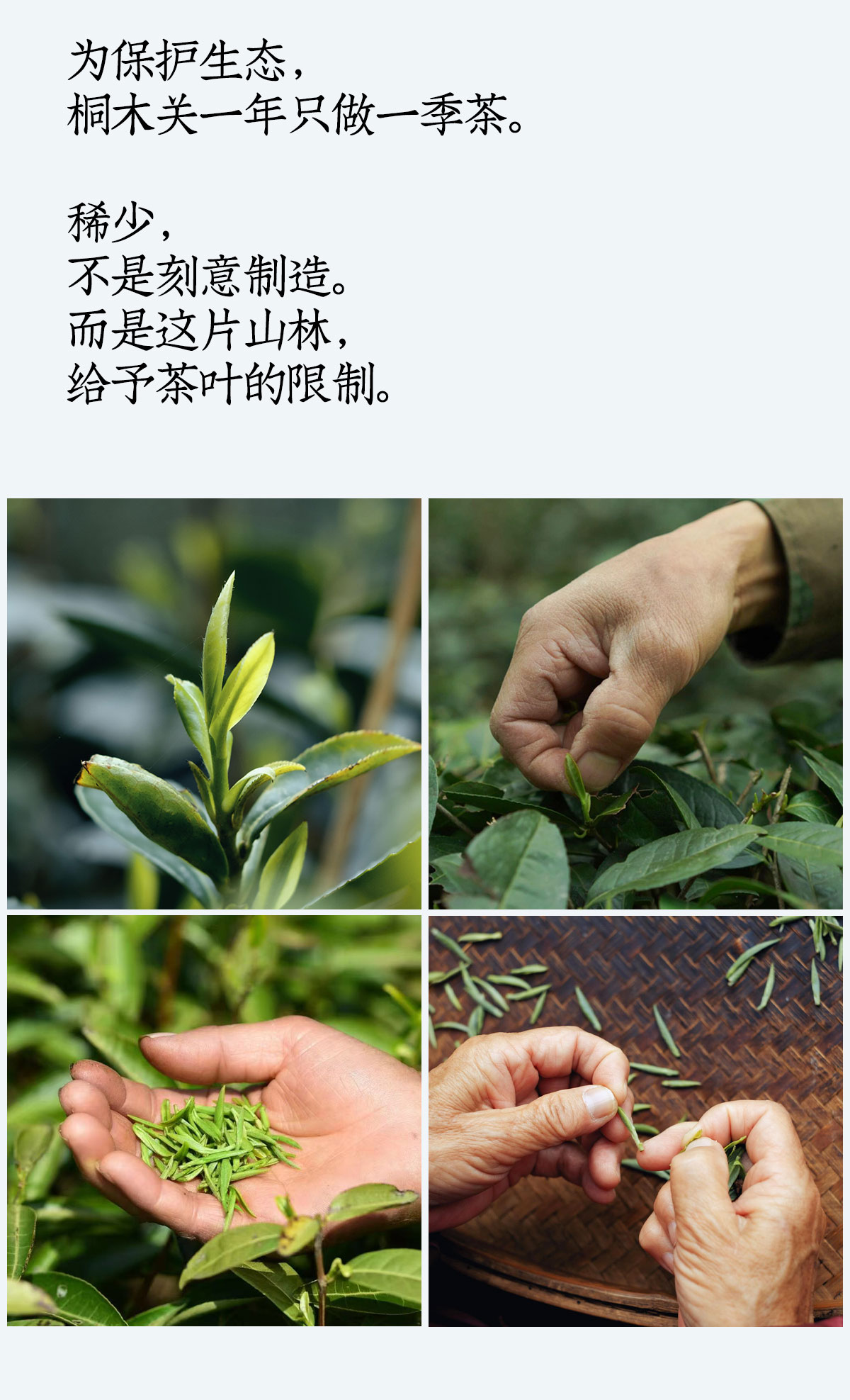 奇种金骏眉详情_06
