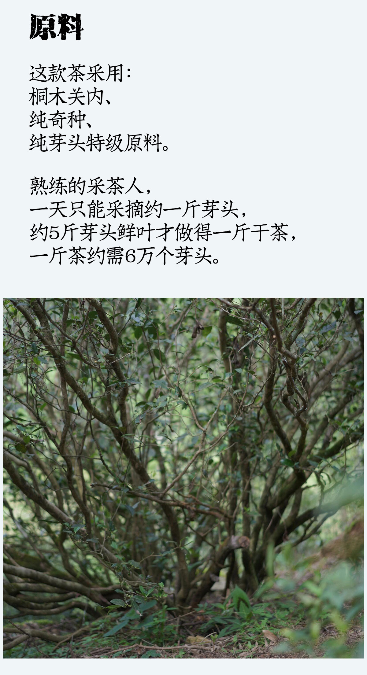 奇种金骏眉详情_05