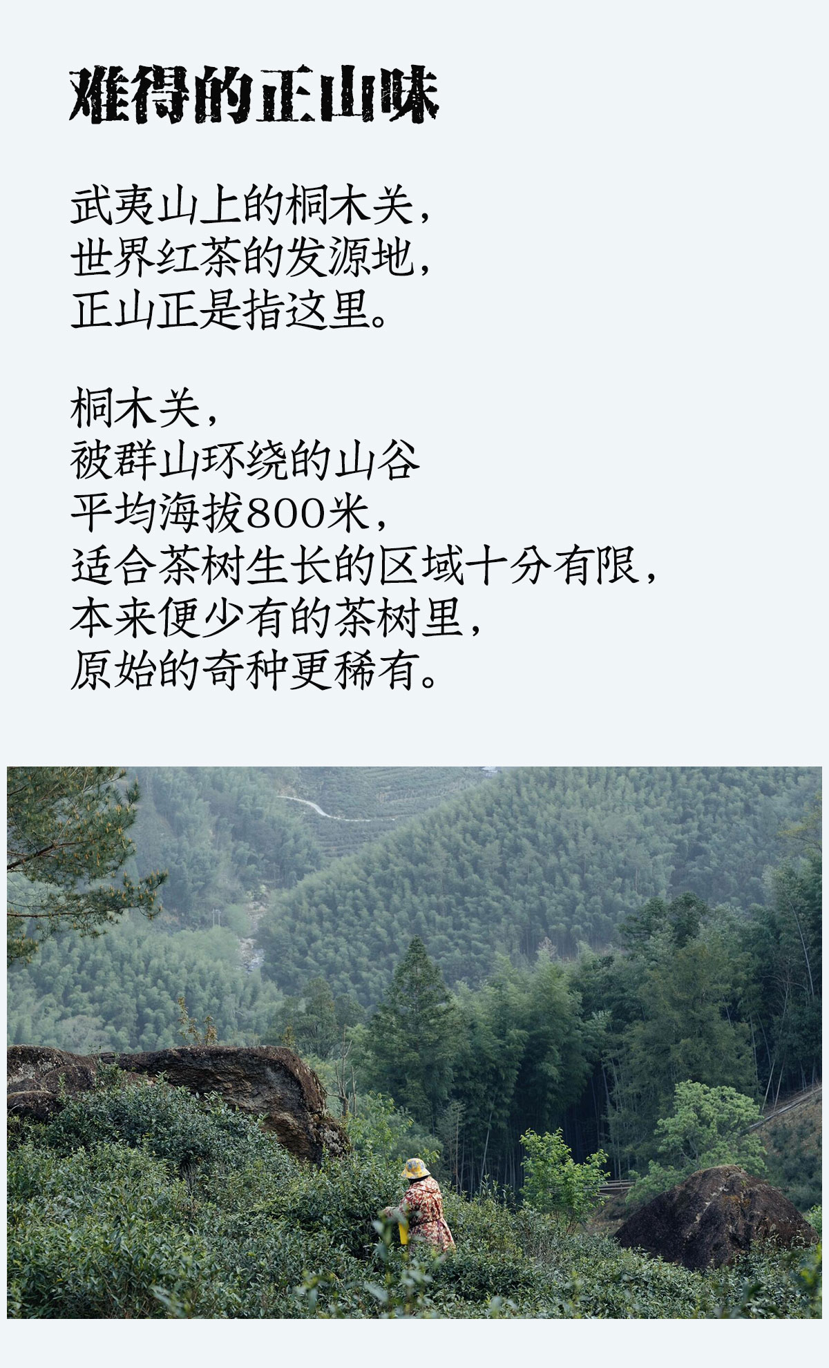 奇种金骏眉详情_02