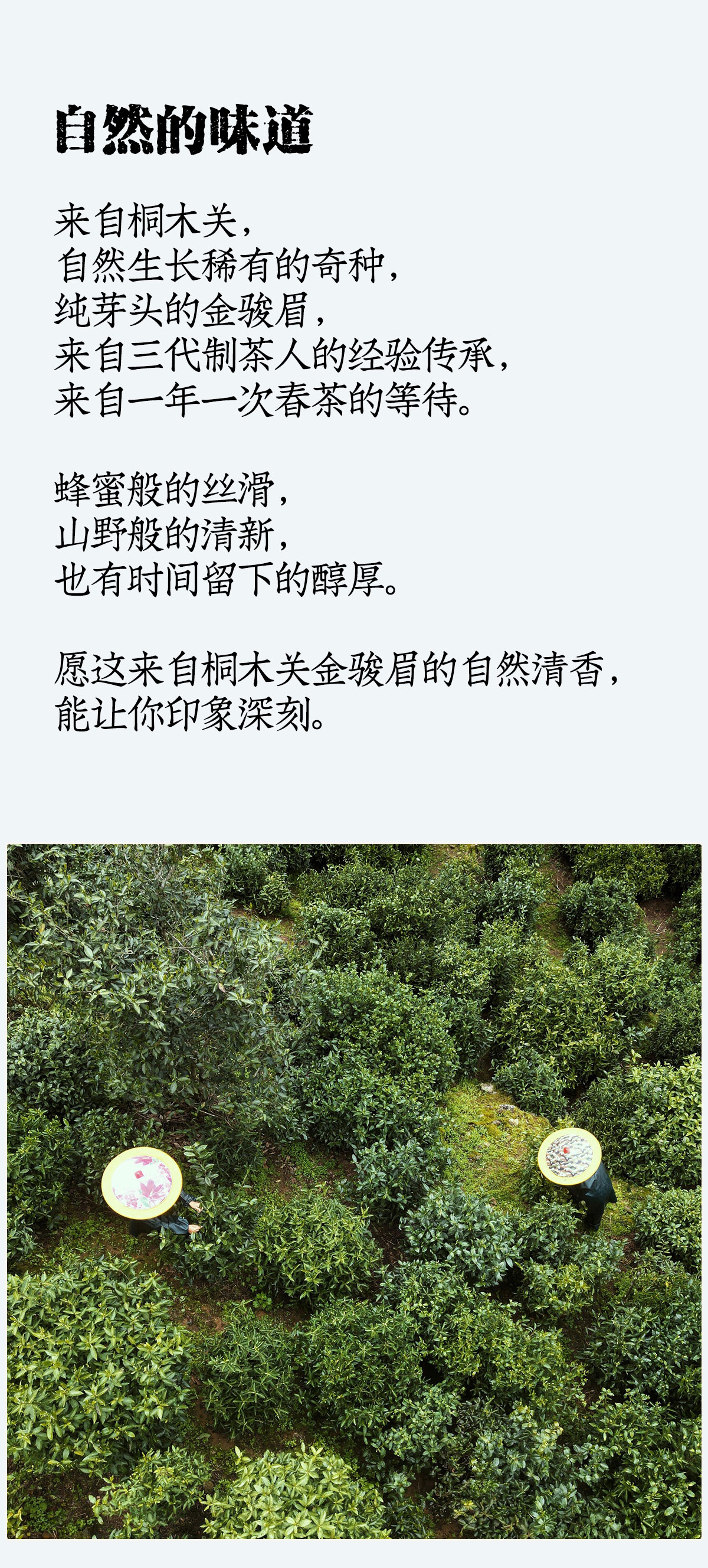 奇种金骏眉详情_09