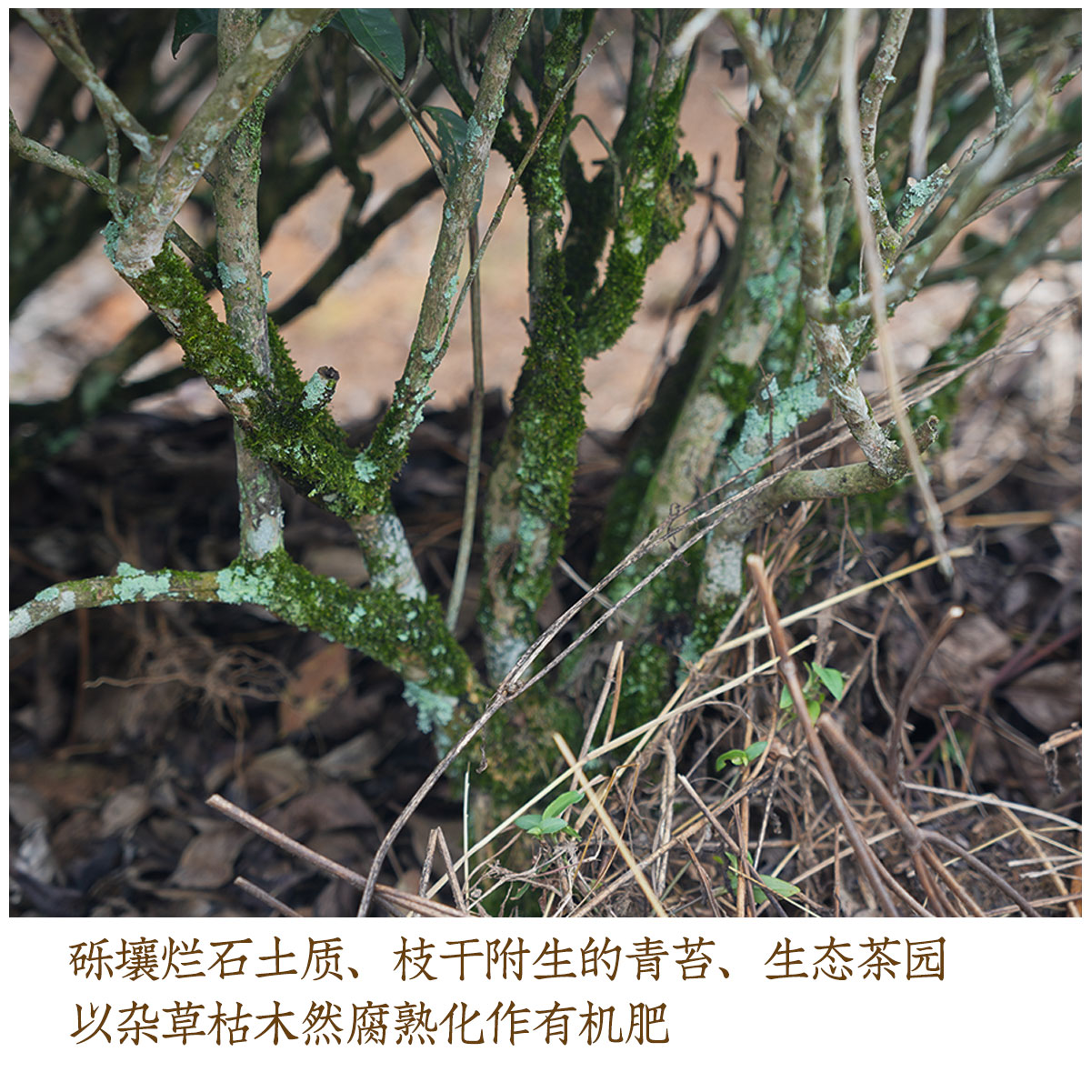 高丛_05