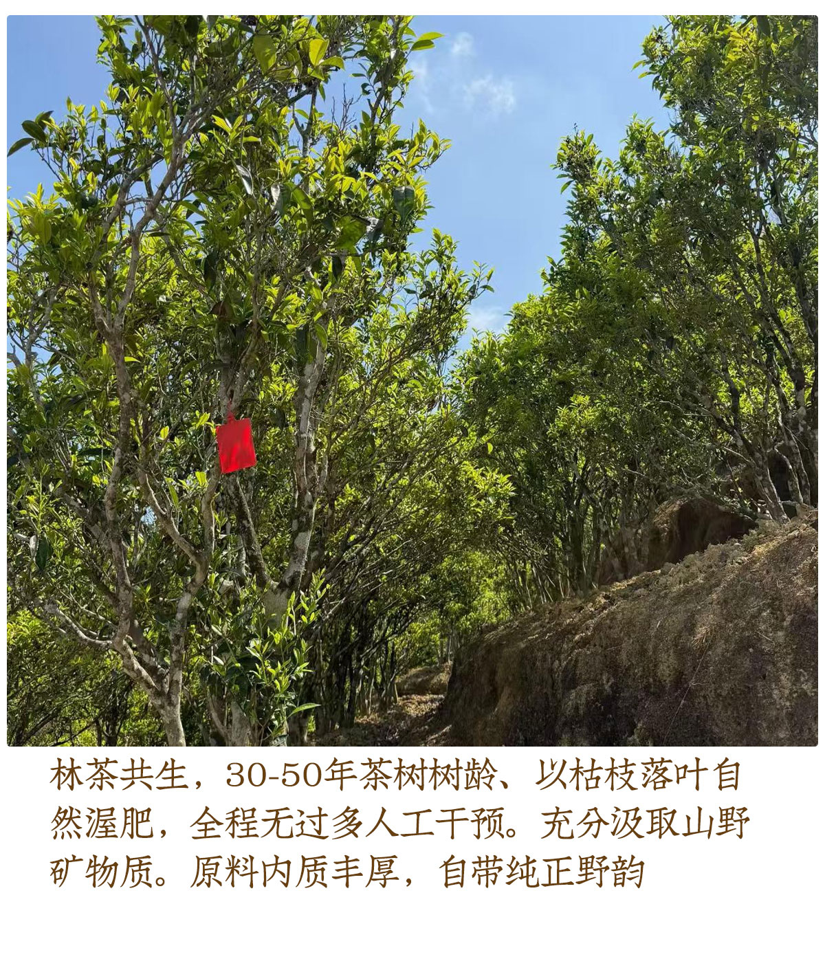 单丛详情_04